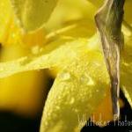 Daffodil - 8x10 Fine Art P..