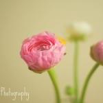 Dreaming In Ranunculus - 8..
