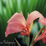 Pink Flower - 8x10 Photogr..